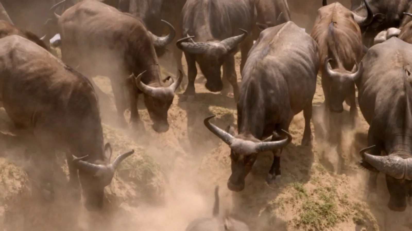 Africa's Hunters artwork