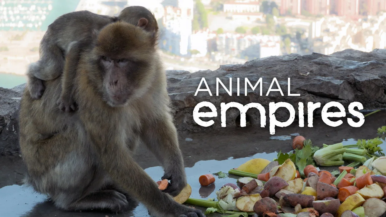 Animal Empires artwork