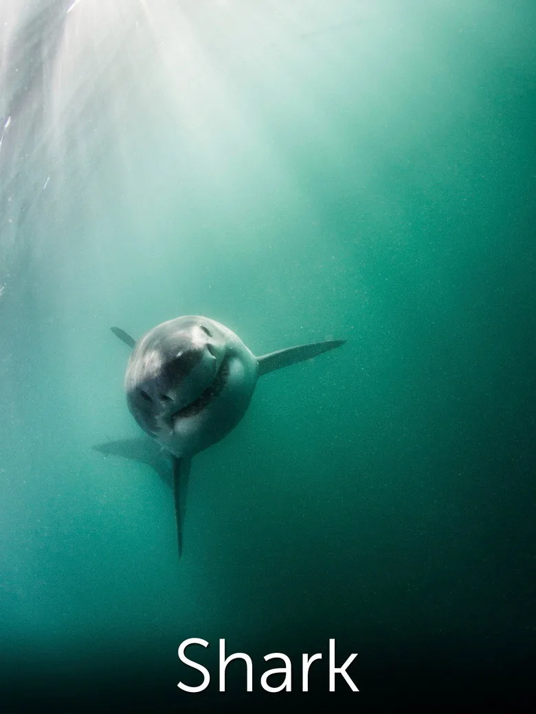 Shark: Beneath the Surface artwork